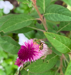 Agapostemon splendens
