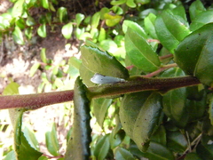 Eucalantica polita