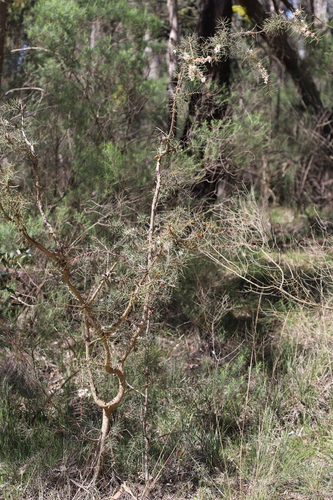 Bushy Needlewood