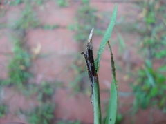 Ustilago syntherismae