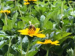 Apis mellifera