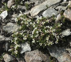 Arenaria norvegica
