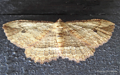 Austrocidaria