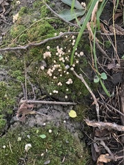 Basidiomycota