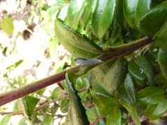 Eucalantica polita