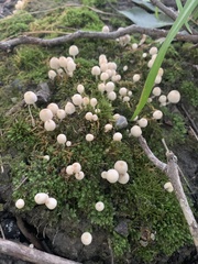 Basidiomycota
