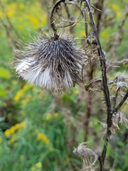 Cirsium