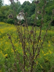 Cirsium