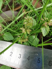 Clinopodium chinense