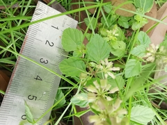 Clinopodium chinense