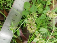 Clinopodium chinense