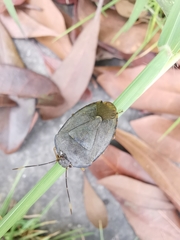 Hippotiscus dorsalis