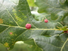 Neuroterus albipes