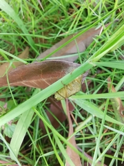 Hippotiscus dorsalis