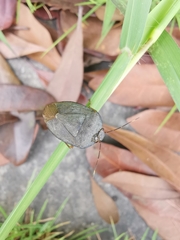 Hippotiscus dorsalis