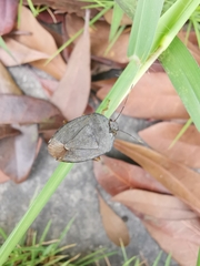 Hippotiscus dorsalis