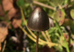 Panaeolus alcis
