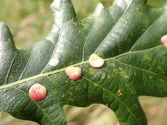 Neuroterus albipes