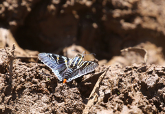 Microceris variicolor