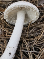 Amanita longipes