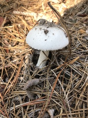 Amanita longipes