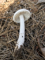 Amanita longipes