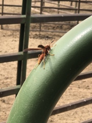 Polistes kaibabensis