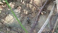 Dendrobates truncatus