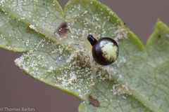 Theridula