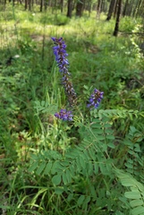 Amorpha canescens
