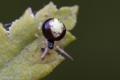 Theridula
