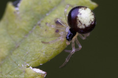 Theridula