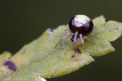 Theridula
