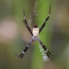Argiope radon