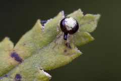 Theridula