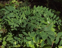 Lathyrus polyphyllus