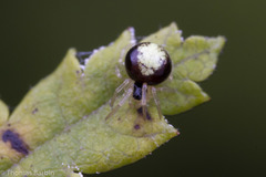 Theridula