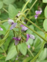 Glycine max soja