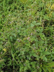 Glycine max soja