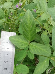 Glycine max soja