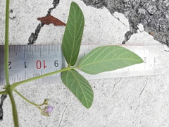Glycine max soja