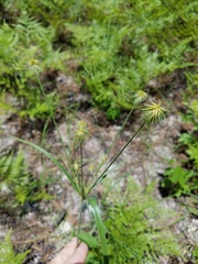 Cyperus plukenetii