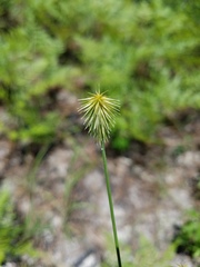 Cyperus plukenetii