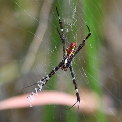 Argiope radon