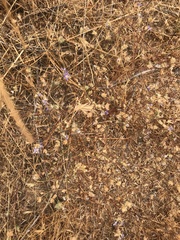 Eriastrum sapphirinum sapphirinum