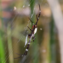 Argiope radon