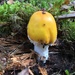 Amanita muscaria aureola - Photo (c) sariai, some rights reserved (CC BY-NC), uploaded by sariai