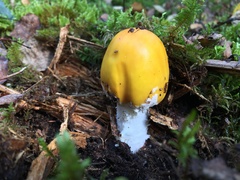 Amanita muscaria aureola