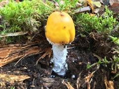 Amanita muscaria aureola