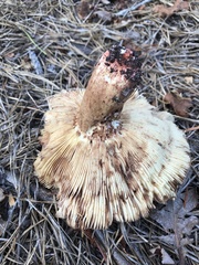 Russula ventricosipes